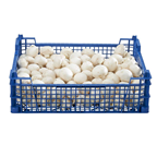 Champignon blanc pied coupé moyen catégorie 1 Pays-Bas 3 kg
