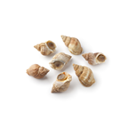 Bulot gros calibre +55 mm pêché en Atlantique Nord-Est colis 3 kg