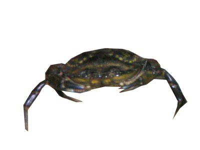 Crabe Vert Peche En Atlantique Nord Est Colis 3 Kg Metro Crabe Vert Peche En Atlantique Nord Est Colis 3 Kg Metro