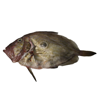 St Pierre calibre 1/2 pêché en Atlantique Nord-Est