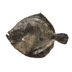 Turbot calibre 400/600 pêché en Atlantique Nord-Est