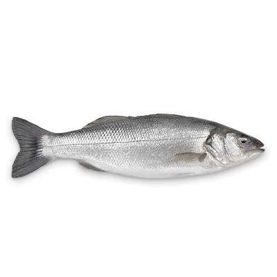 Bar de ligne calibre 3/4 pêché en Atlantique Nord-Est