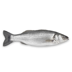 Bar de ligne calibre 1/2 pêché en Atlantique Nord-Est