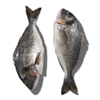 Daurade Royale calibre 1/2 pêchée en Atlantique Nord-Est colis 10 kg