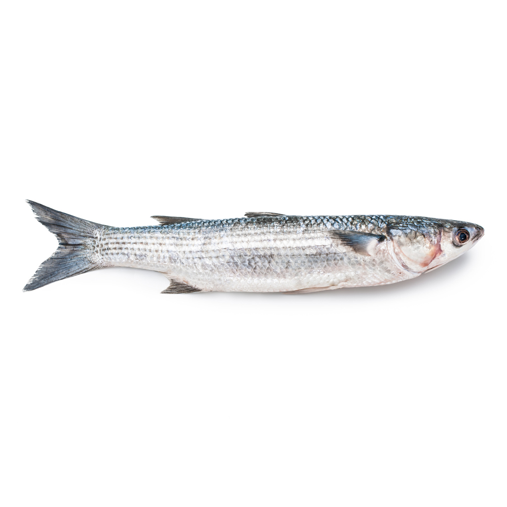 Mulet calibre 1/2 pêché en Atlantique Nord-Est