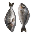 Daurade Royale calibre 3/4 pêchée en Atlantique Nord-Est 