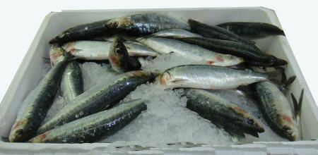 Filet de Sardine calibre 40/60 pêchée en Atlantique Nord-Est colis 2 kg