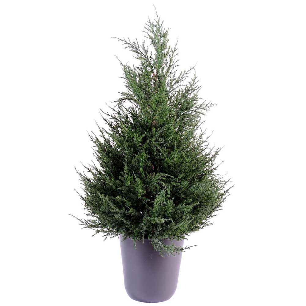 Cyprès Juniperus 65 cm