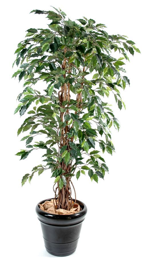 Ficus liane 150 cm