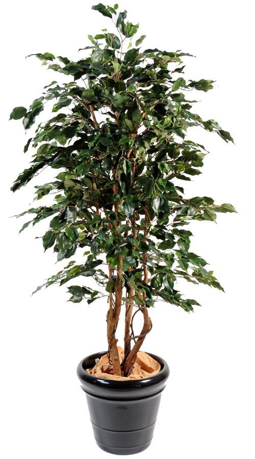 Ficus Exotica 180 cm