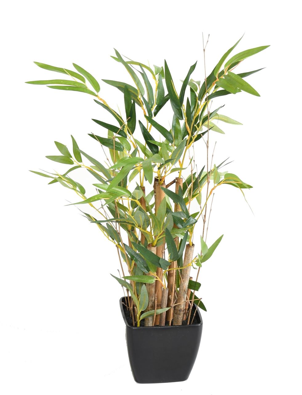 Bonsai bambou 50 cm