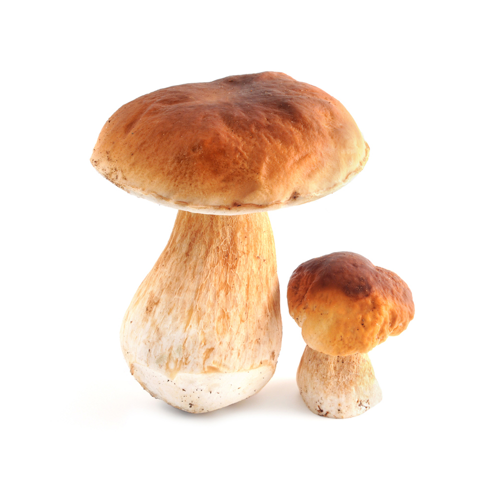 Champignon Cèpe tout calibre France 1 kg