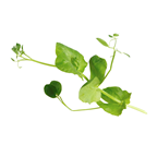 Crazy salad pea 100 g Pays-Bas