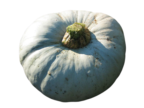 Courge Samson 6/7 kg environ France