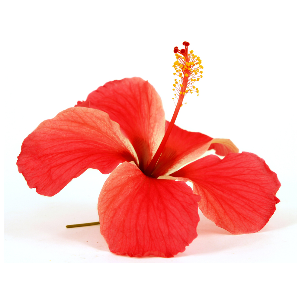 Fleur d'hibiscus sirop x 11 Australie