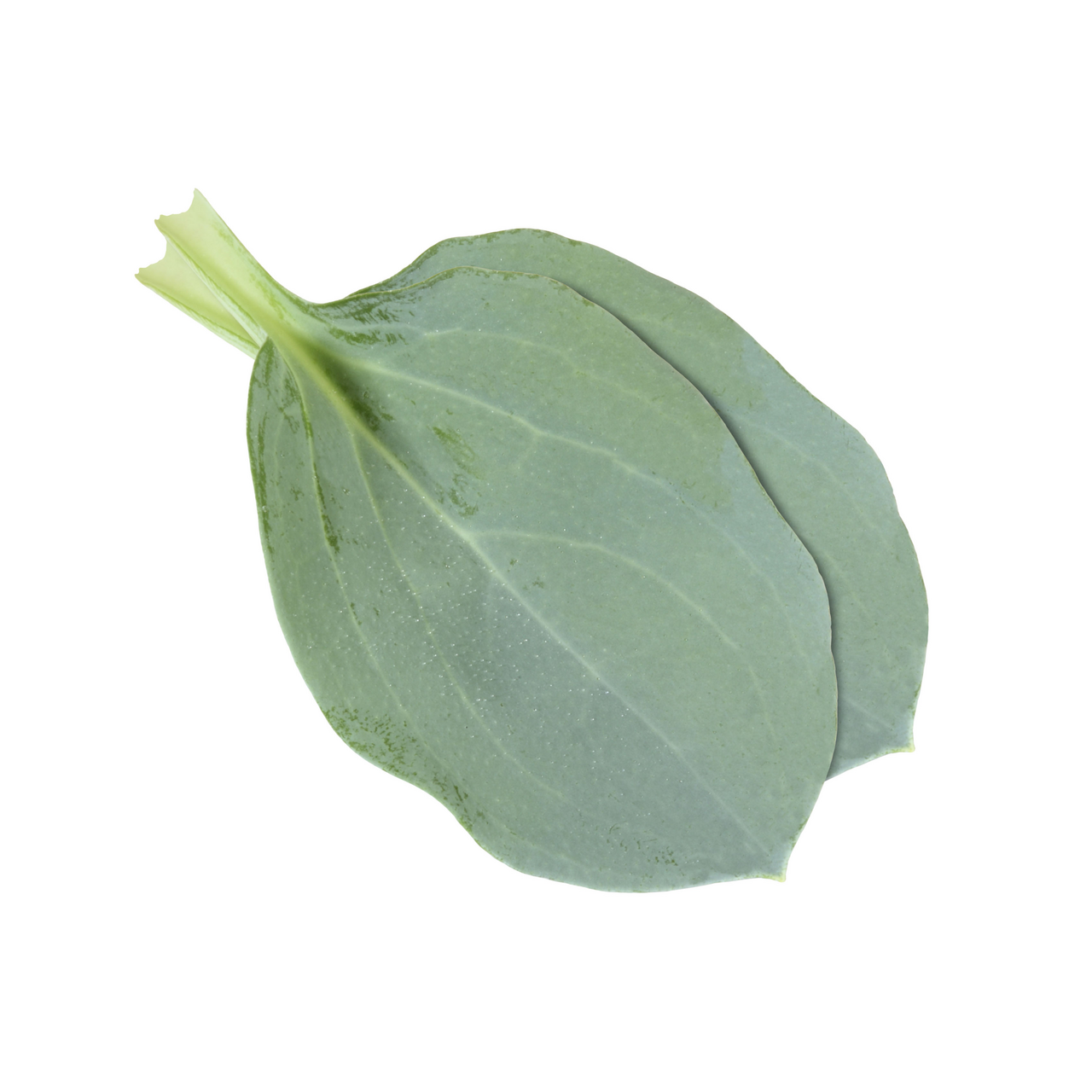 Oyster Leaves Pays-Bas barquette de 50 feuilles