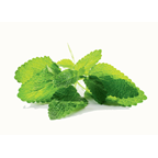 METRO Chef Mélisse/Citronnelle France, Italie, Espagne, Maroc, Israël, Kenya botte de 30 g
