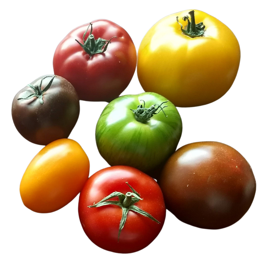 Tomate panaché barquette 350 g Savéol catégorie 1 France