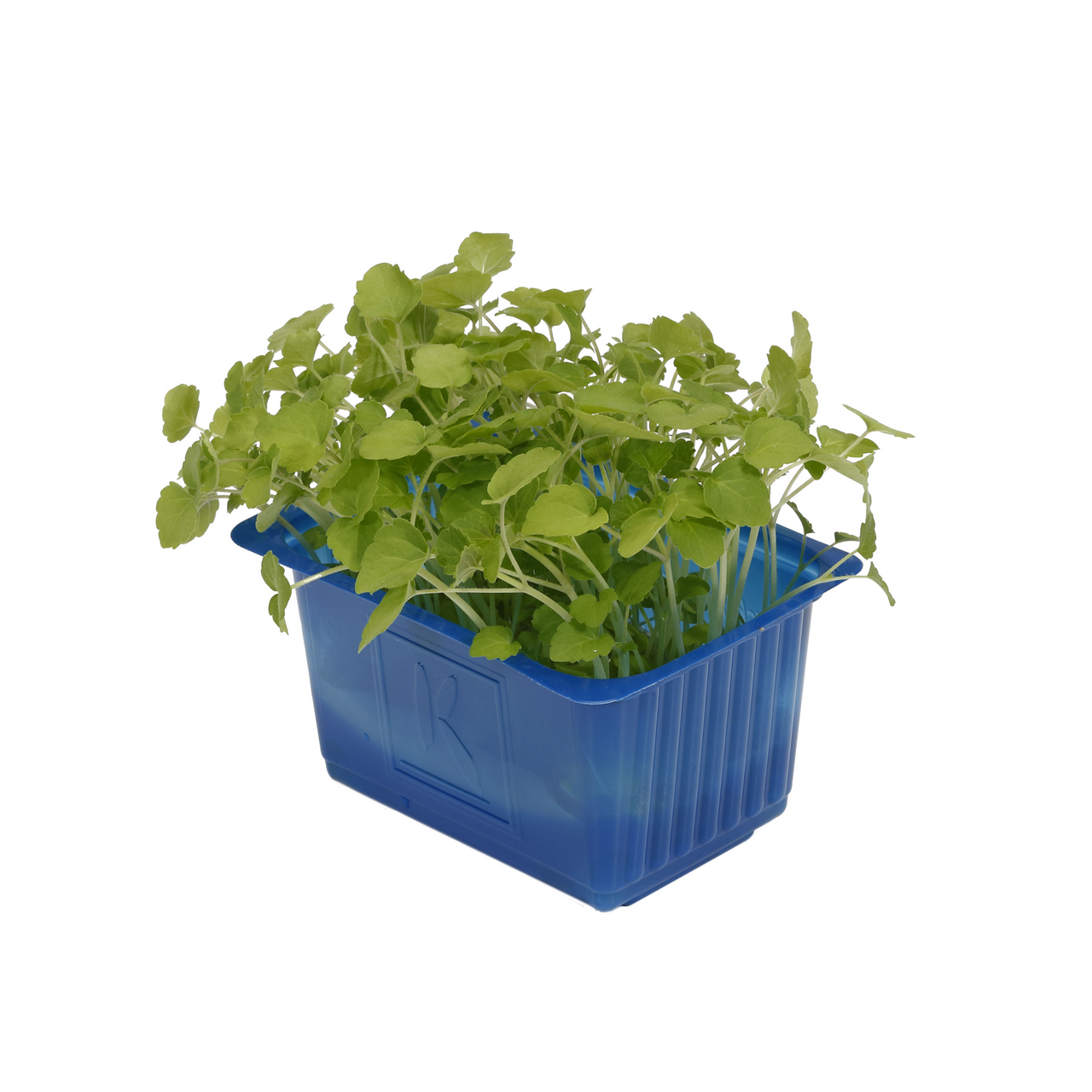 Atsina Cress Pays-Bas