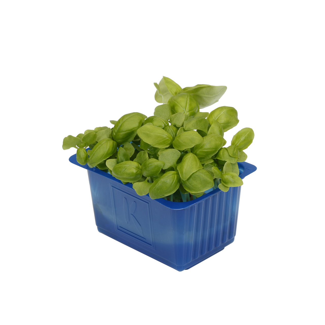 Basilic Cress Pays-Bas