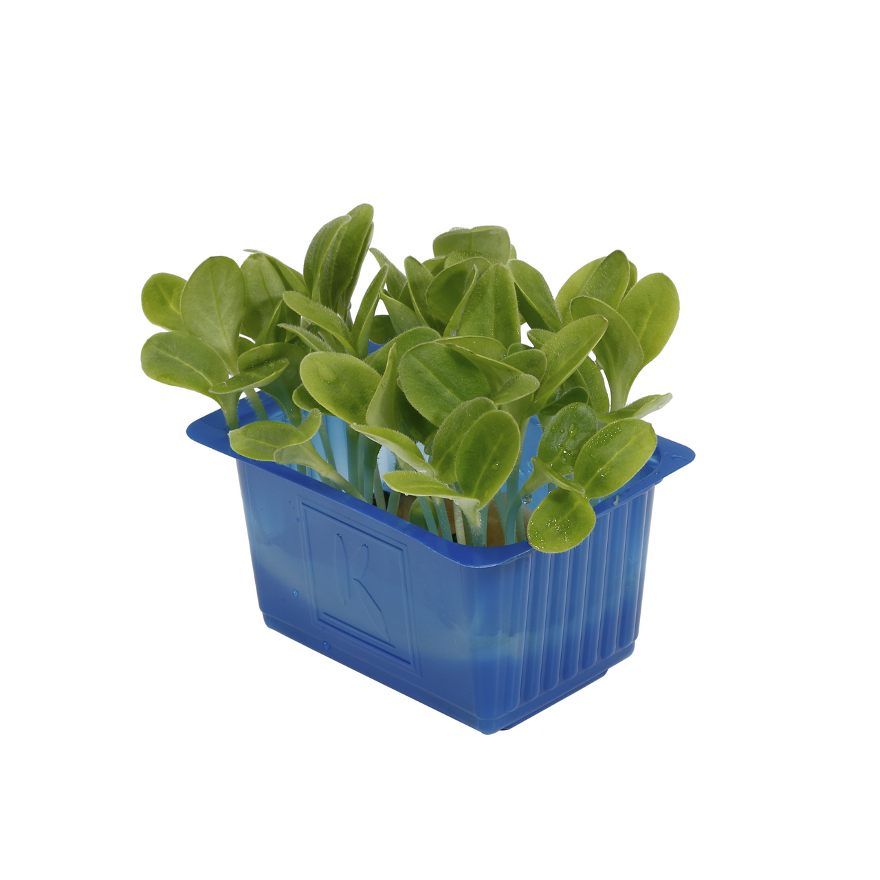 Borage Cress Pays-Bas