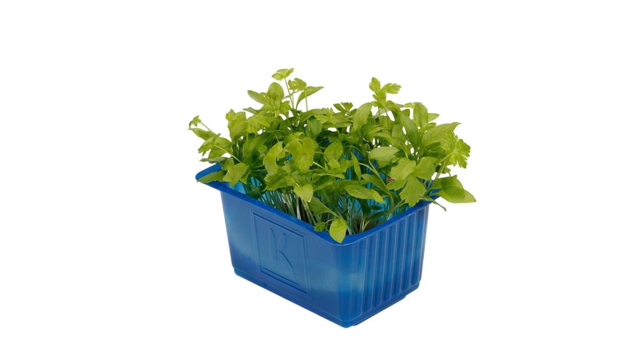 Persinette Cress Pays-Bas