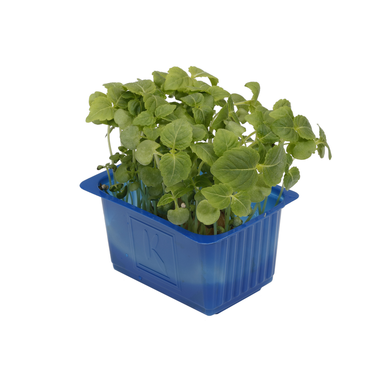 Shiso Cress vert Pays-Bas