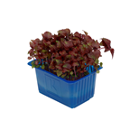 Shiso Cress pourpre Pays-Bas