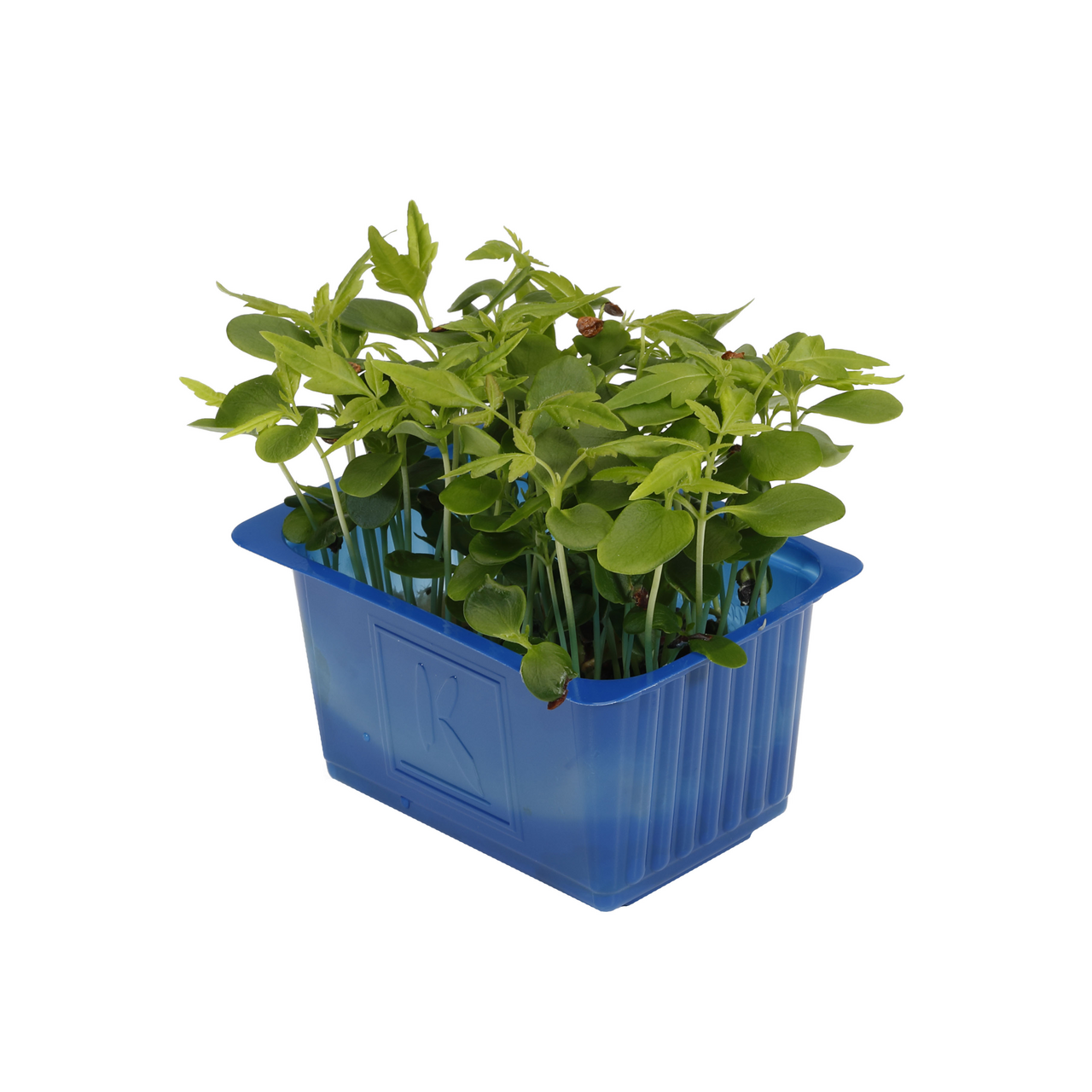 Tahoon Cress Pays-Bas