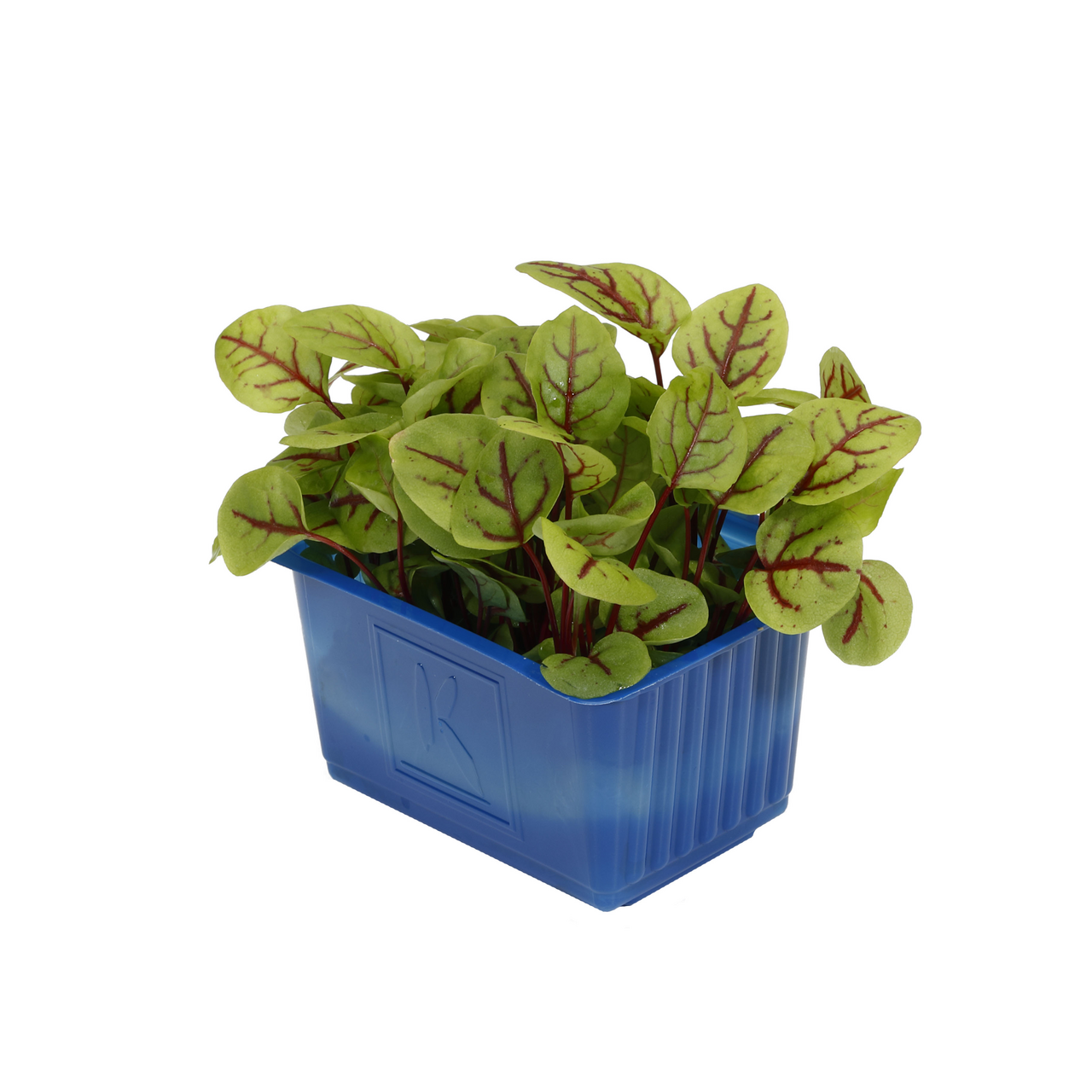 Vene Cress Pays-Bas