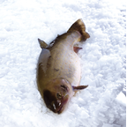 Filet d'omble élevage France colis 2 kg