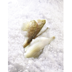 Portion de Perche du Nil calibre 200/+ pêché en eau douce en Ouganda colis 6 kg