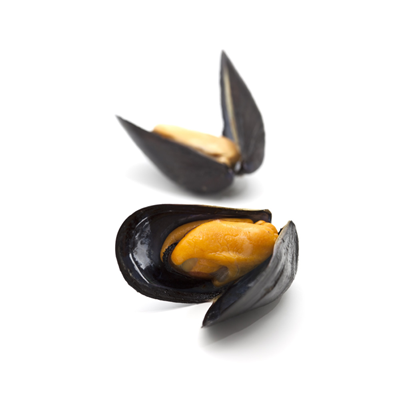 Moule de Bouchot de la Baie du Mont St Michel sous atmosphère AOP élevage France barquette 5 kg