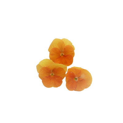 Fleur Pensée orange en barquette France | METRO