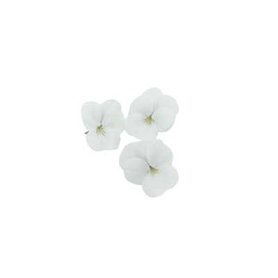 Fleur Pensée blanche barquette France | METRO