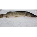 Brochet calibre 2/4 pêché en eau douce en Suède colis 10 kg