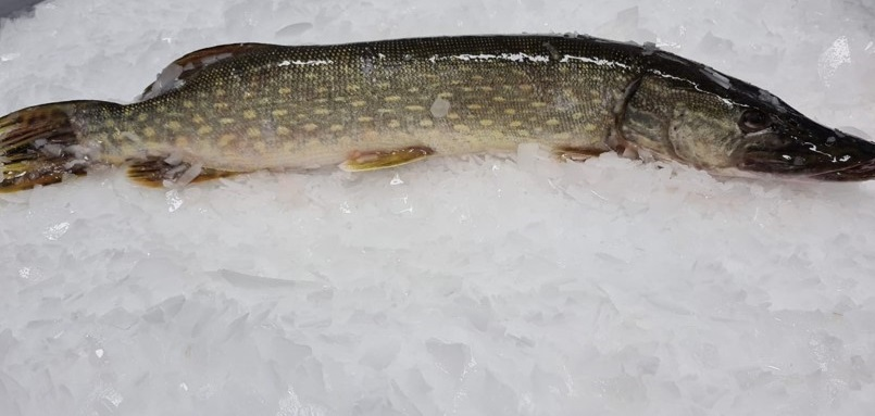Brochet calibre 2/4 pêché en eau douce Hollande ou Estonie