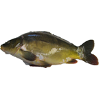 Carpe calibre 25/+ pêchée en eau douce en France colis 10 kg