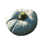 Courge Samson 6/7 kg environ France