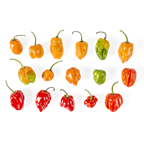 Piment antillais 100 g Cuba