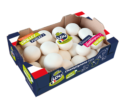 Champignon blanc pied coupé moyen France 1 kg
