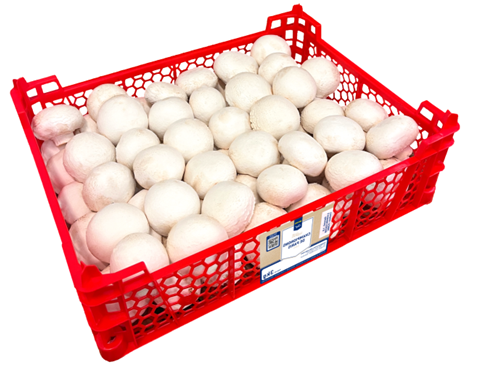 Champignon blanc pied coupé moyen catégorie 1 France 3 kg 
