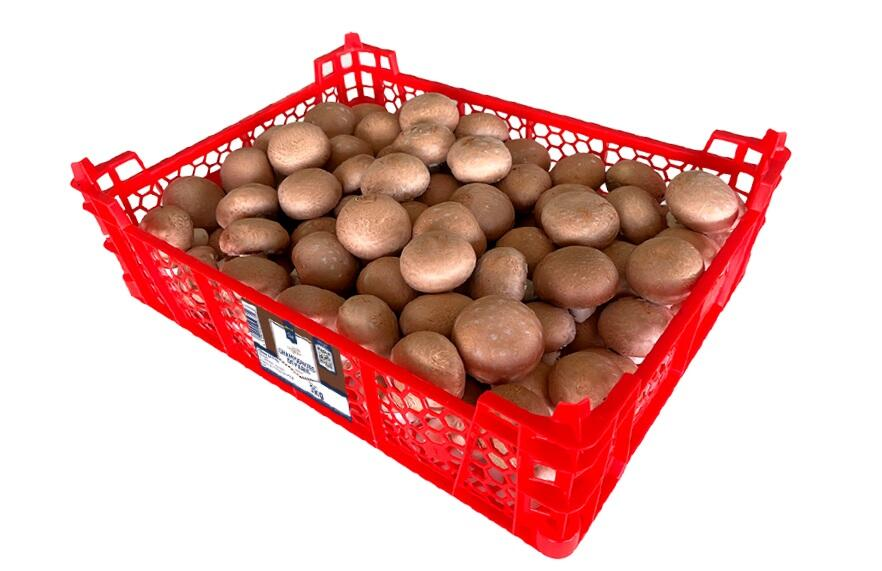 Champignon pied coupé moyen brun catégorie 1 France 3 kg