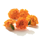 Fleur de Tagete France barquette