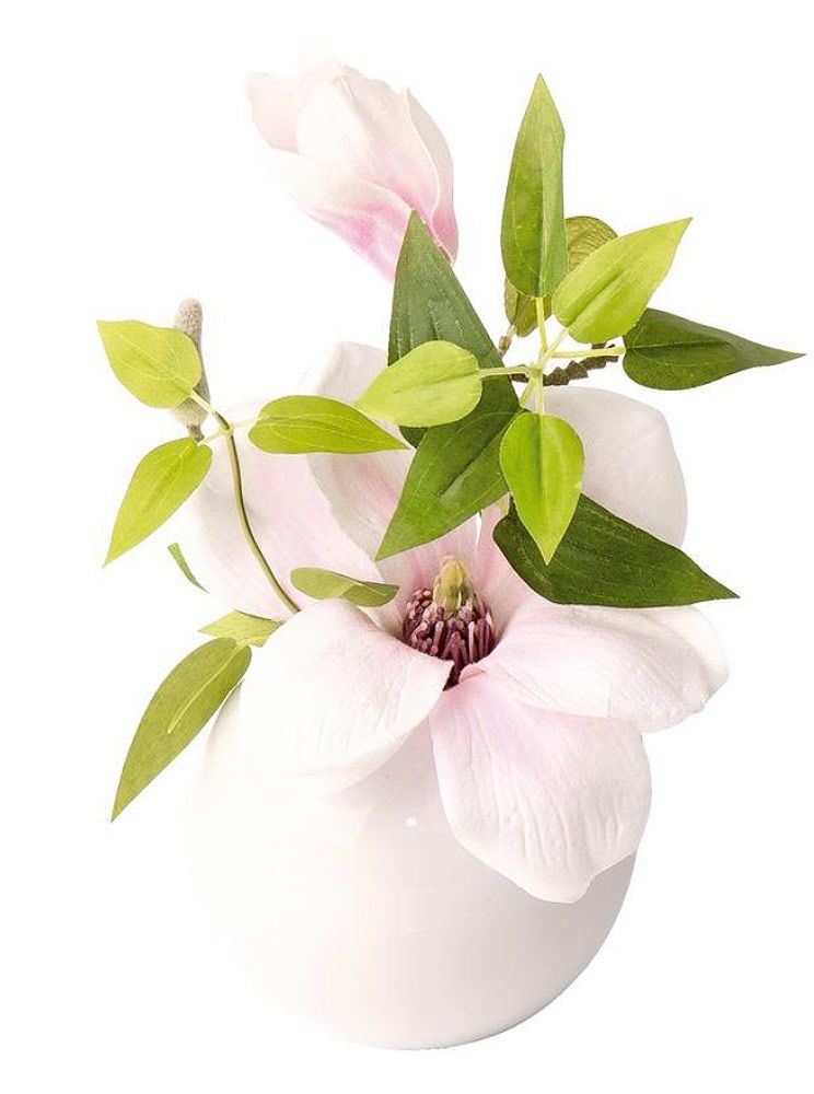 Magnolia rose pâle dans pot céramique 17 cm