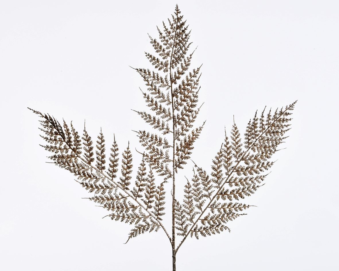 Branche fougère champagne