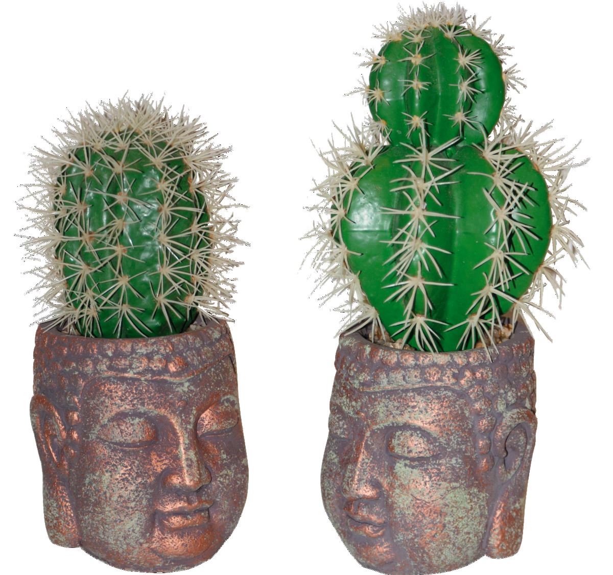 Cactus en pot Bouddha 24 - 30 cm x 2 Maxita