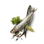 Sardine Lamparo pêchée en Mer Méditerrannée