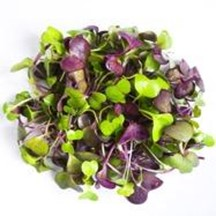 Micro-pousse de méli mélo 40 g France