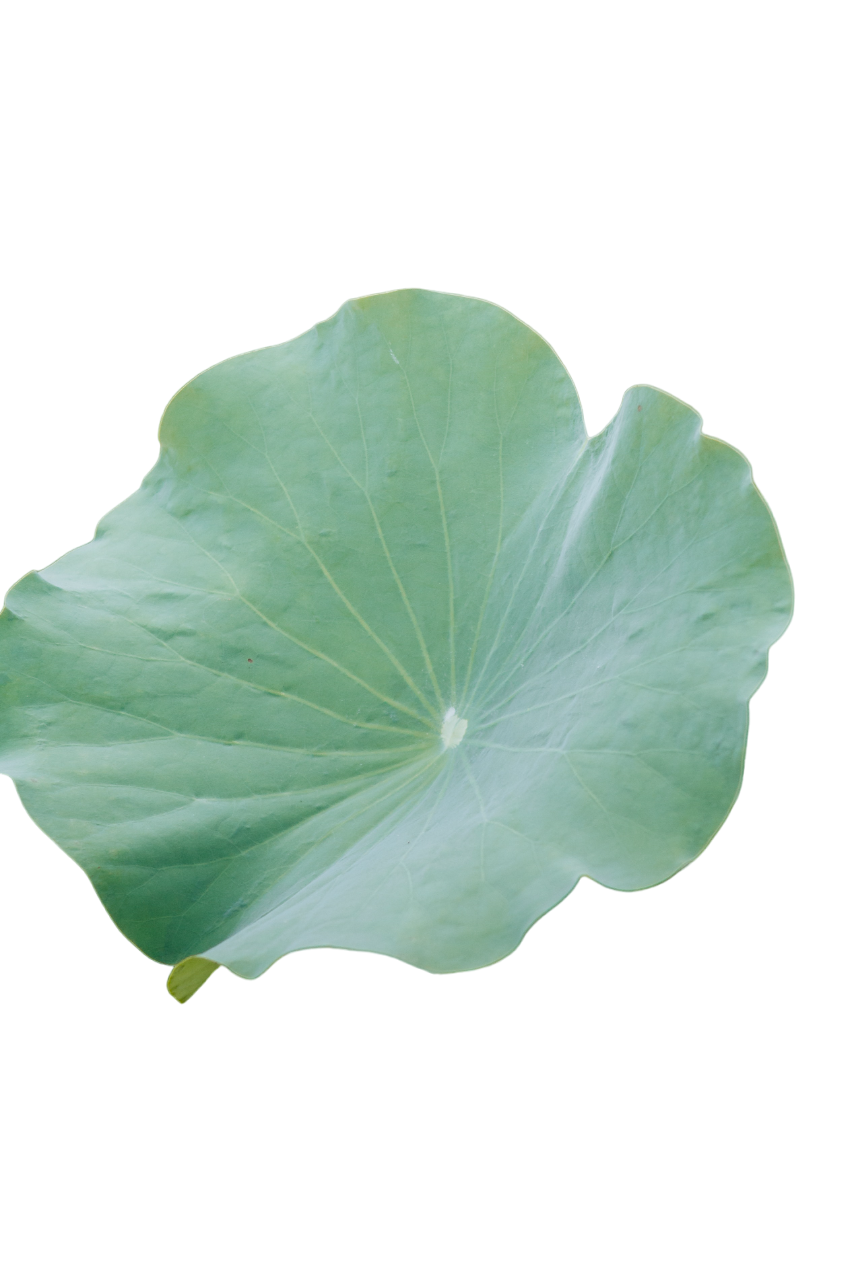 Feuille de Capucine 1 g France